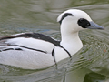 Smew